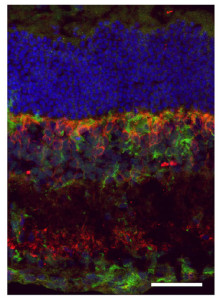 Retina. FOTO: UPV-EHU.