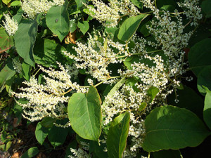 Fallopia japonica.