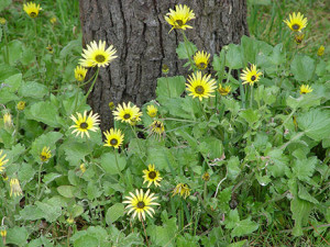 Arctotheca calendula.