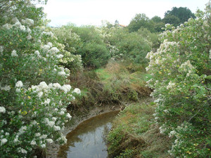 Chilca (Baccharis halimifolia).