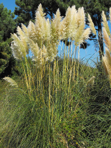 Cortaderia selloana, conocida como  hierba de las Pampas.