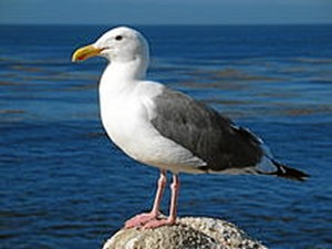 Las aves marinas son las protagonistas de la visita, en esta ocasión.